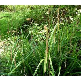 Carex pendula, Laîche pendante