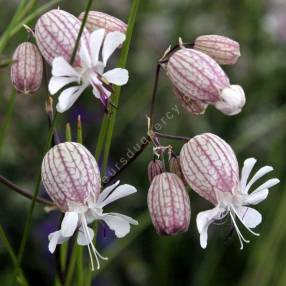 Silene vulgaris - Silène enflé, Claquel