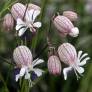 Silene vulgaris - Silène enflé, Claquel