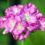 Armeria maritima - gazon d'Espagne