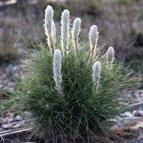 Asphodeline taurica - Asphodèle des Monts Taurus