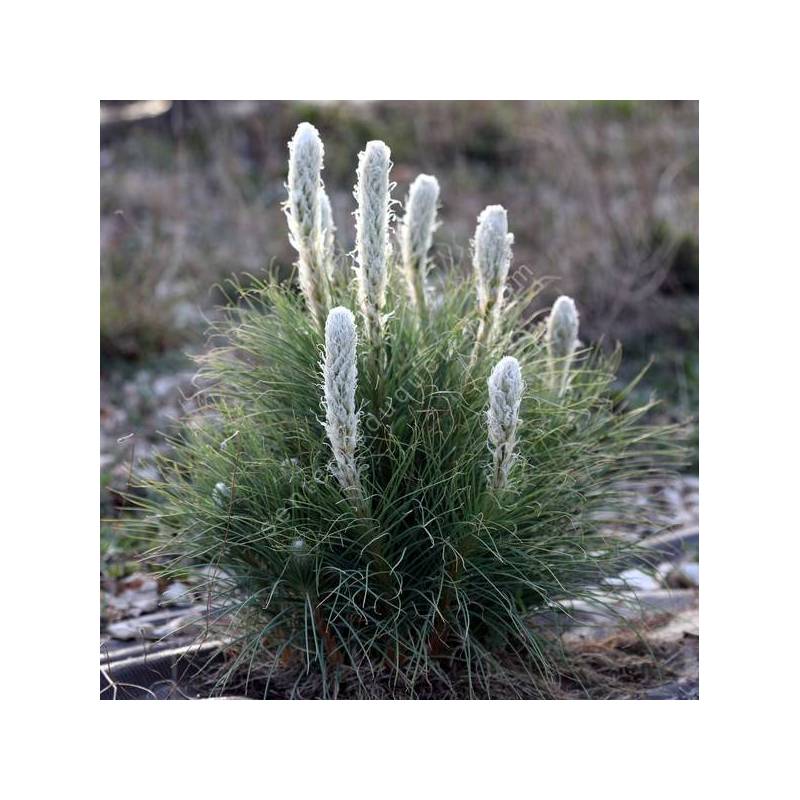 Asphodeline taurica - Asphodèle des Monts Taurus