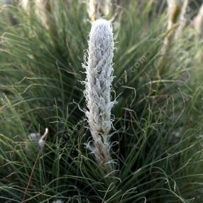 Asphodeline taurica - Asphodèle des Monts Taurus