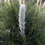 Asphodeline taurica - Asphodèle des Monts Taurus