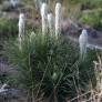 Asphodeline taurica - Asphodèle des Monts Taurus