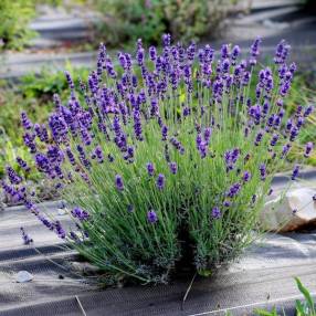 Lavandula angustifolia 'Anna' - Vraie Lavande