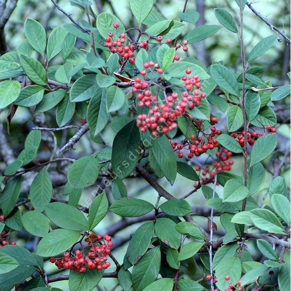 Cotoneaster franchetii - Cotonéaster de Franchet