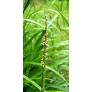 Carex pendula, Laîche pendante