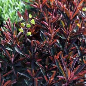 Euphorbia 'Walberton's Ruby Glow' - Euphorbe pourpre