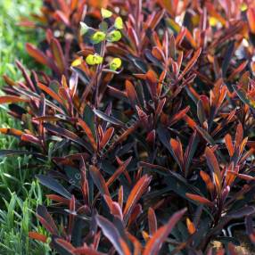 Euphorbia 'Walberton's Ruby Glow' - Euphorbe pourpre