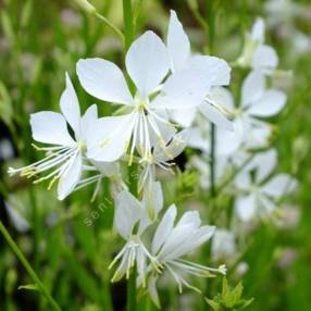 Gaura lindheimeri 'Brise Fraiche' - Gaura blanc pur