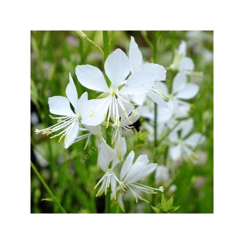 Gaura lindheimeri 'Brise Fraiche' - Gaura blanc pur