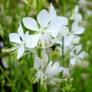 Gaura lindheimeri 'Brise Fraiche' - Gaura blanc pur