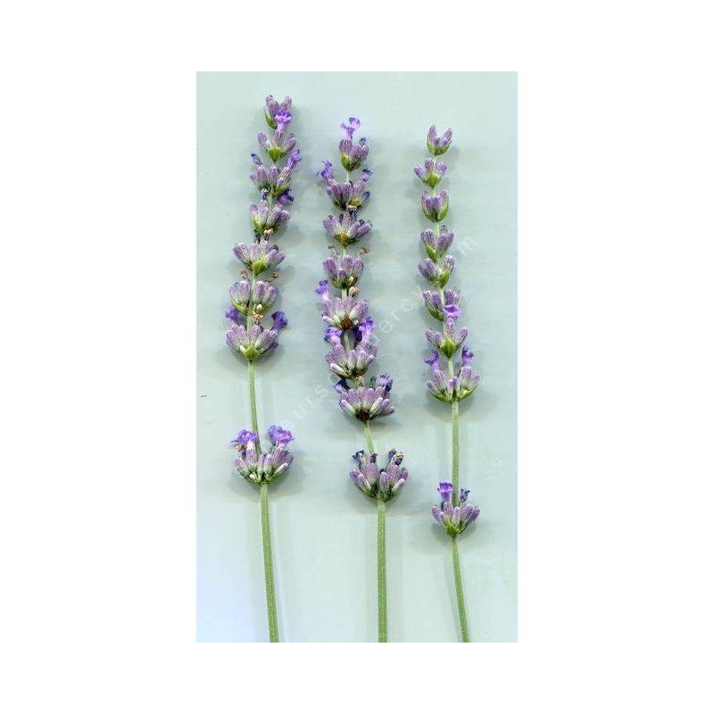 Lavandula x intermedia 'Super' - Lavandin