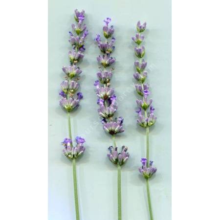 Lavandula x intermedia 'Super' - Lavandin