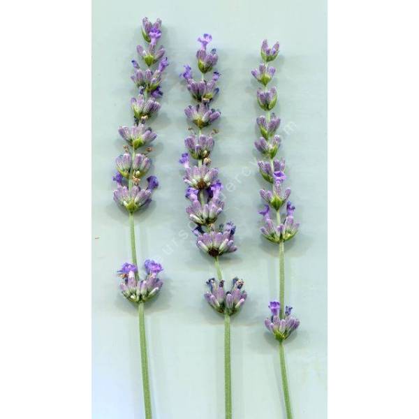 Lavandula x intermedia 'Super' - Lavandin