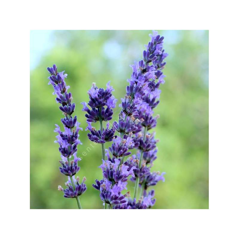 Lavandula x intermedia 'Gros Bleu' - Lavandin