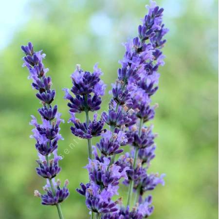 Lavandula x intermedia 'Gros Bleu' - Lavandin