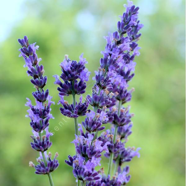 Lavandula x intermedia 'Gros Bleu' - Lavandin bleu pour bouquet sec