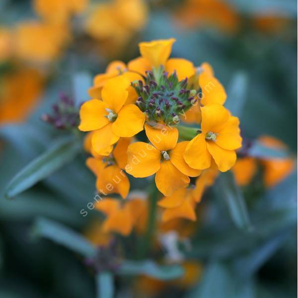 Erysimum allionii - Giroflée arbustive orange Erysimum allionii - Giroflée arbustive orange