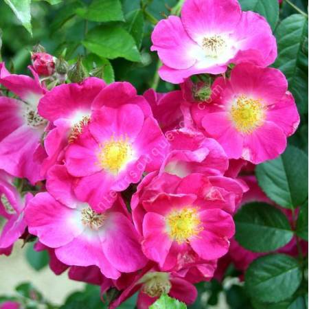Rosa 'American Pillar' - Rosier liane rose