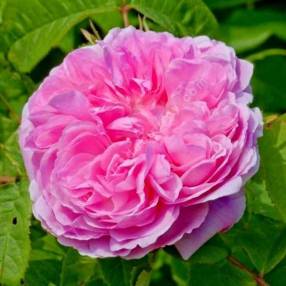 Rosa 'Jacques Cartier' (Portland) - Rosier buisson rose double