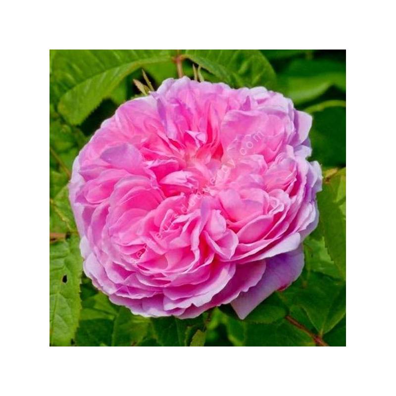 Rosa 'Jacques Cartier' (Portland) - Rosier buisson rose double