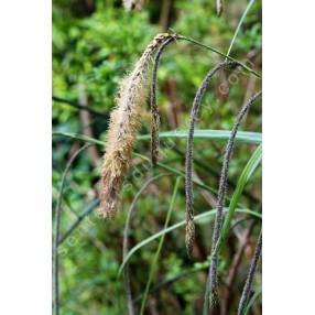 Carex pendula, Laîche pendante