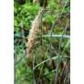 Carex pendula, Laîche pendante