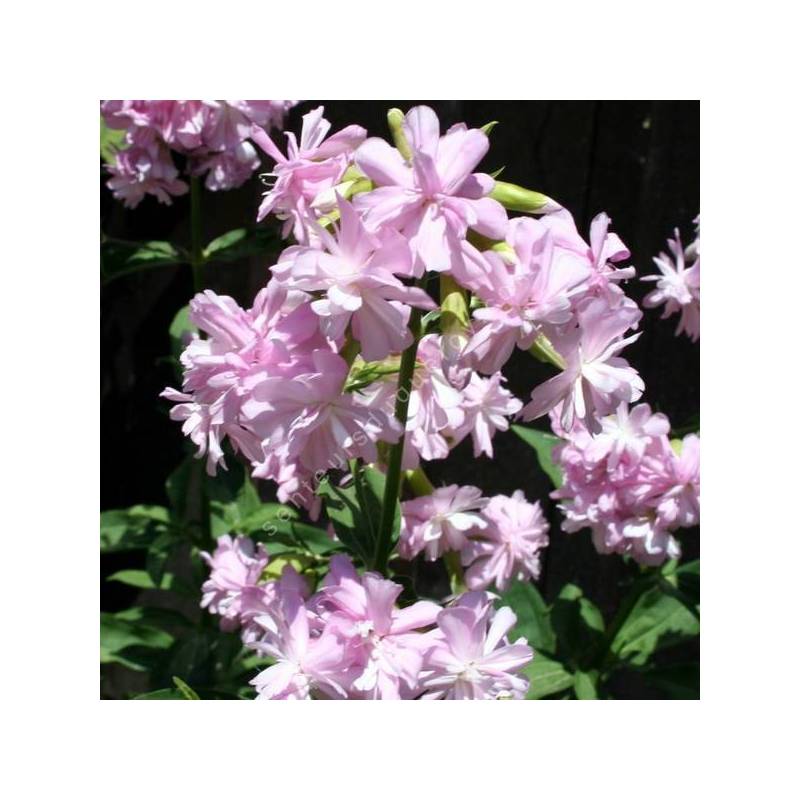 Saponaria officinalis 'Rosea Plena' - Herbe à savon rose double