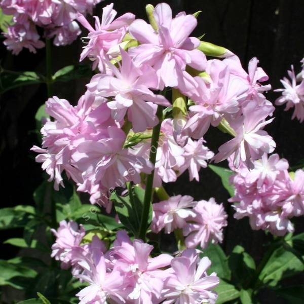 Saponaria officinalis 'Rosea Plena' - Herbe à savon rose double