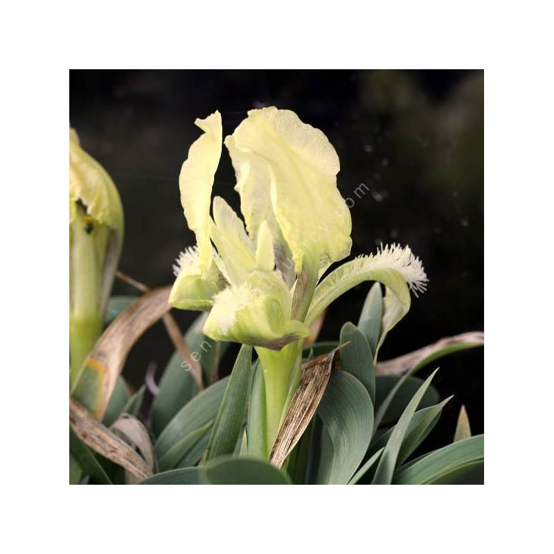 Iris suaveolens - Iris des rocailles