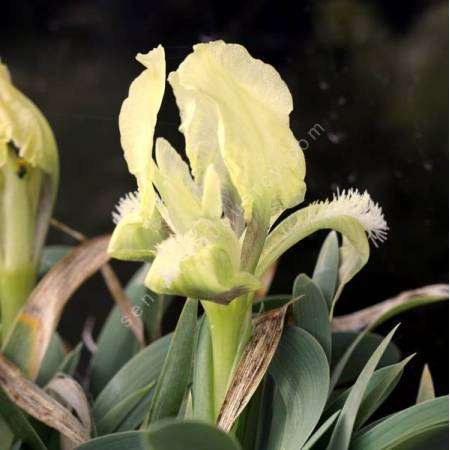Iris suaveolens - Iris des rocailles