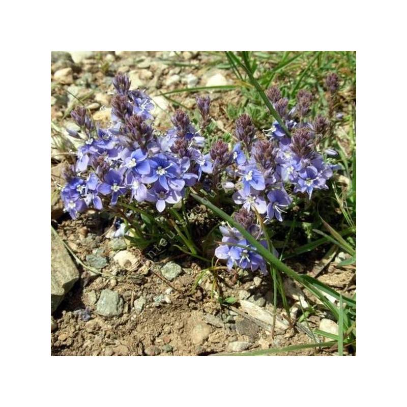 Veronica thymoides subsp. pseudocinerea - Véronique