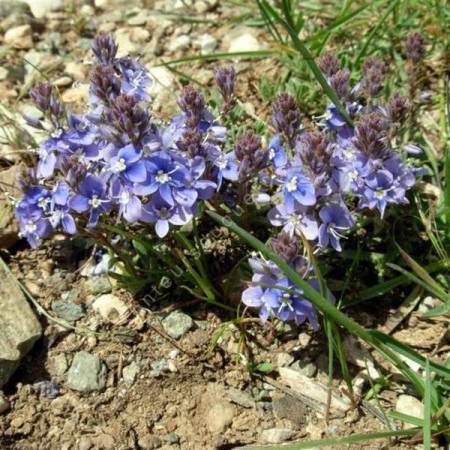 Veronica thymoides subsp. pseudocinerea - Véronique