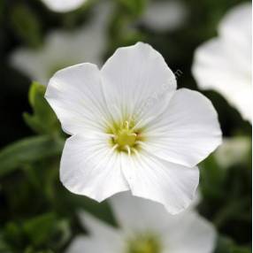 Arenaria montana - Sabline des montagnes