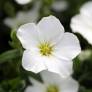 Arenaria montana - Sabline des montagnes