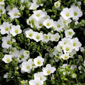 Arenaria montana - Sabline des montagnes