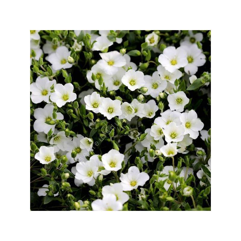 Arenaria montana - Sabline des montagnes