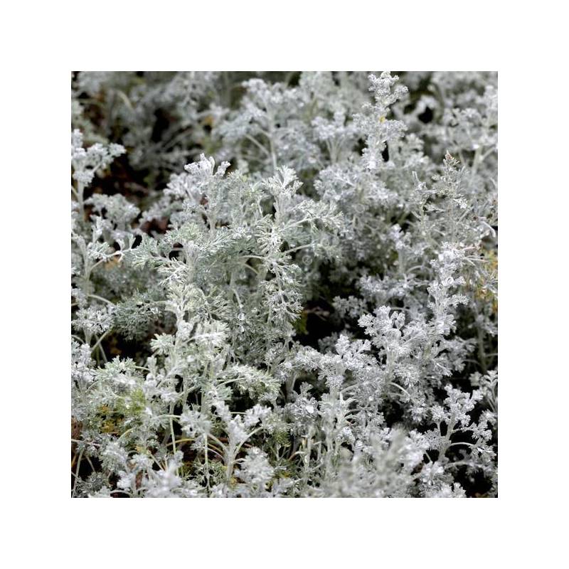 Artemisia 'Little Mice' - Armoise 'Petite Souris'