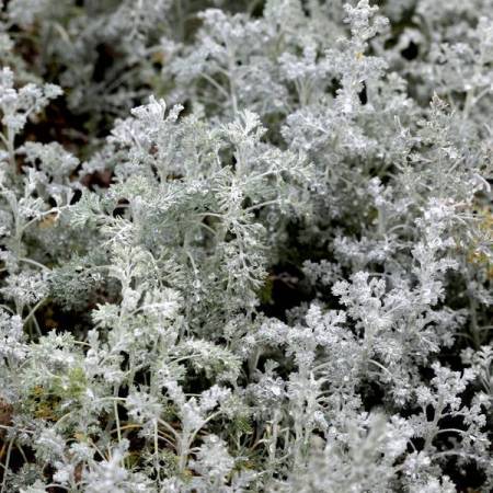 Artemisia 'Little Mice' - Armoise 'Petite Souris'