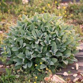 Salvia officinalis 'Ami du Jardinier' - Sauge officinale condimentaire