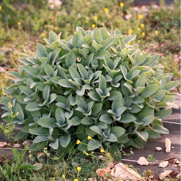 Salvia officinalis 'Ami du Jardinier' - Sauge officinale condimentaire