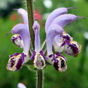 Salvia indica