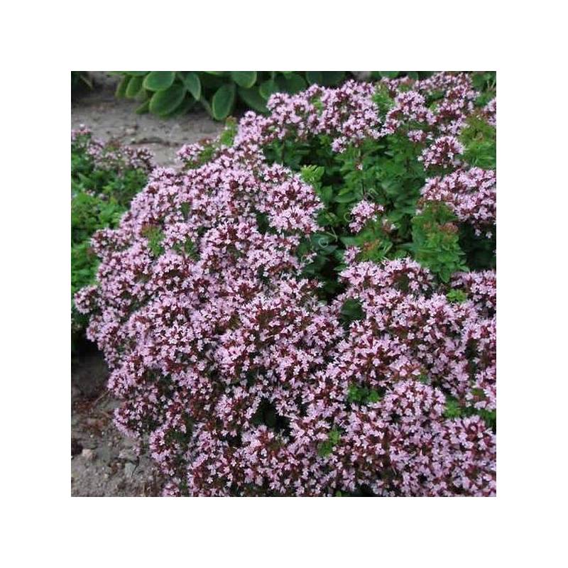 Origanum vulgare 'Compactum' - Origan commun compact