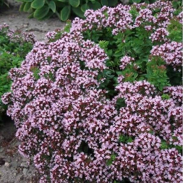 Origanum vulgare 'Compactum' - Origan compact - Plante comestible