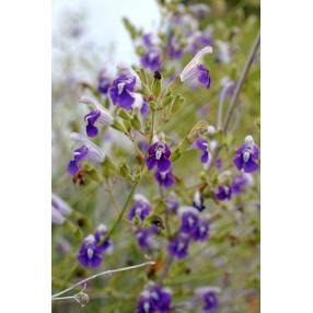 Salvia candelabrum - Sauge candelabre