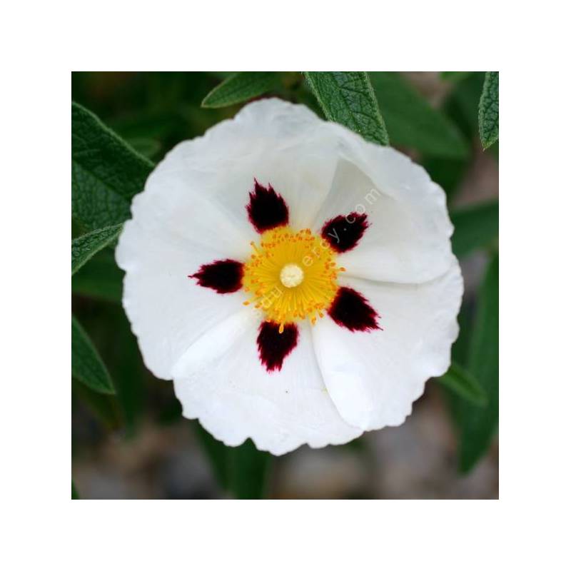 Cistus x verguinii 'Paul Pécherat'