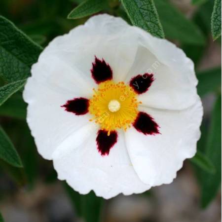 Cistus x verguinii 'Paul Pécherat'