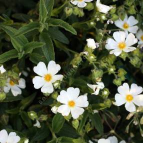 Cistus x nigricans